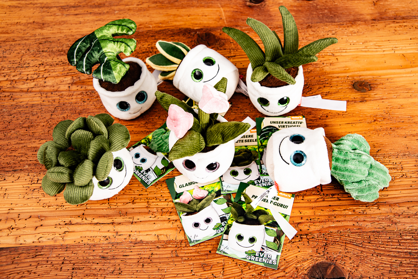 Sechs verschiedene Schmoozies Evergreenies Displayreiniger in der Draufsicht mit Produktkarten.