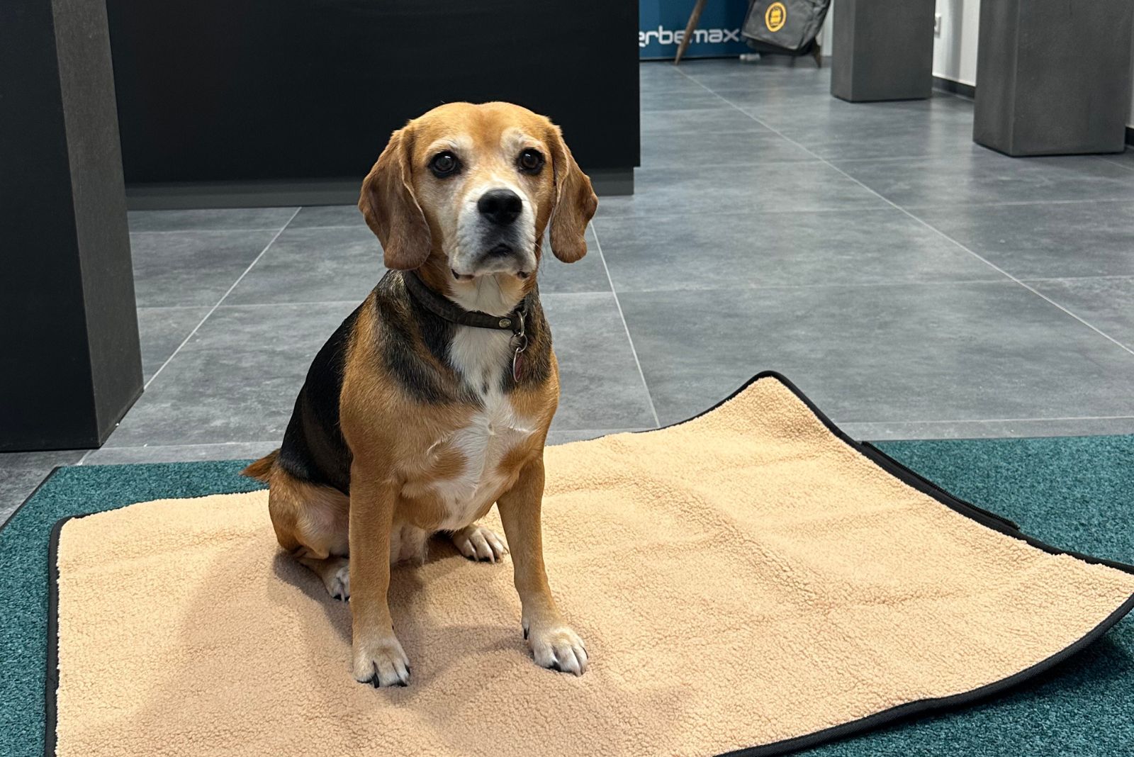 Hundedecke im Einsatz, bedruckt mit Firmenlogo von werbemax als Werbeartikel f&uuml;r Kunden und Mitarbeiter mit Hund.