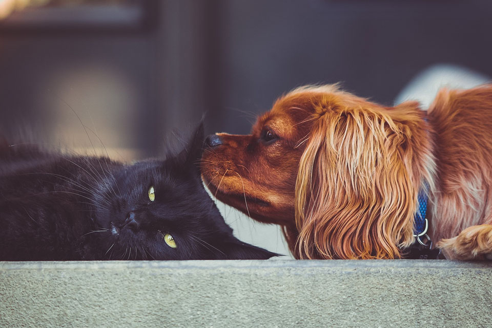 Hund und Katze