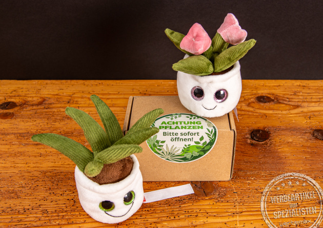 Zwei Schmoozies Evergreenies Displayreiniger mit Versandkarton.