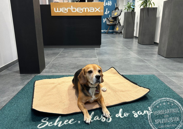 Beagle auf der Achilles Hundedecke im Empfangsbereich bei Werbemax – flauschiger Werbeartikel für Haustierfreunde mit Logo-Option.