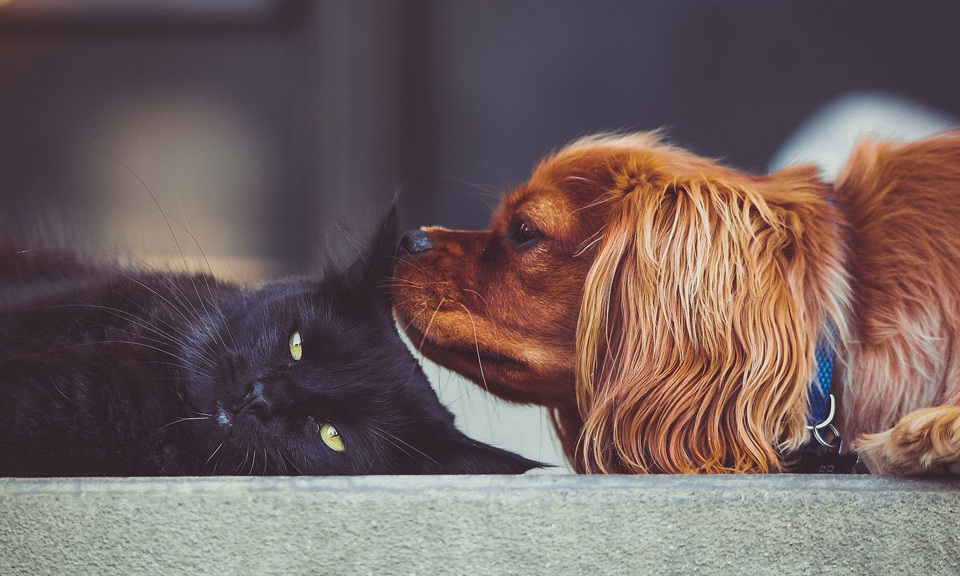 Hund und Katze