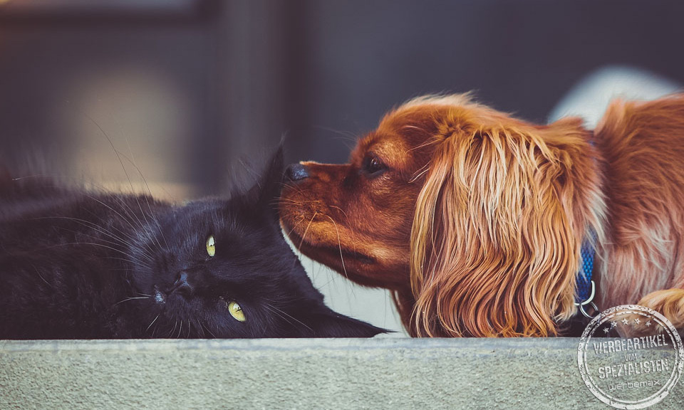 Hund und Katze