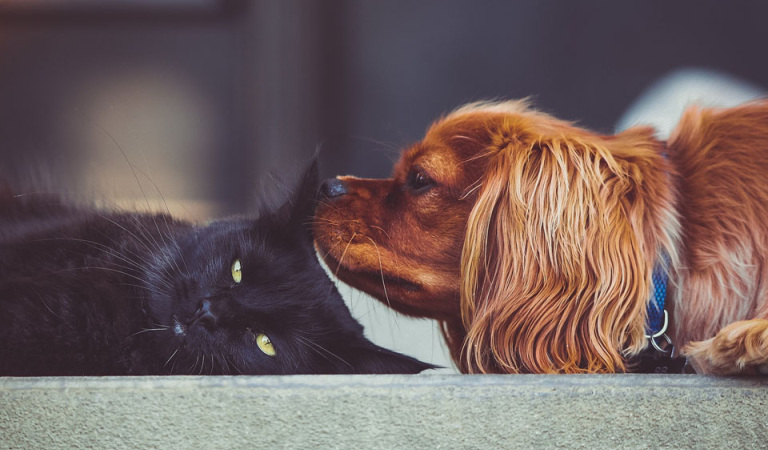 Hund und Katze