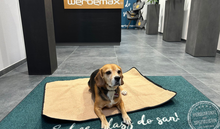 Beagle auf der Achilles Hundedecke im Empfangsbereich bei werbemax – flauschiger Werbeartikel für Haustierfreunde mit Logo-Option.