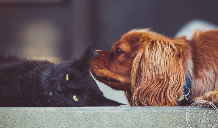 Hund und Katze
